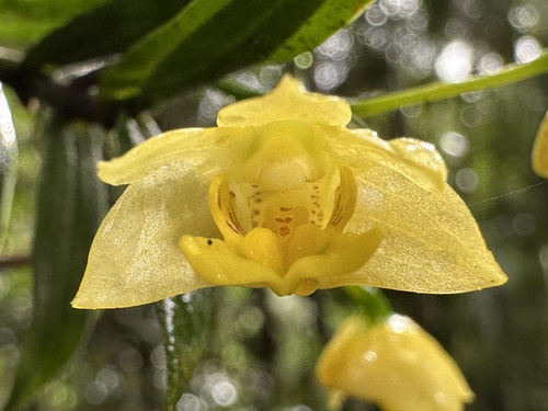 Dendrobium agrostophyllum
