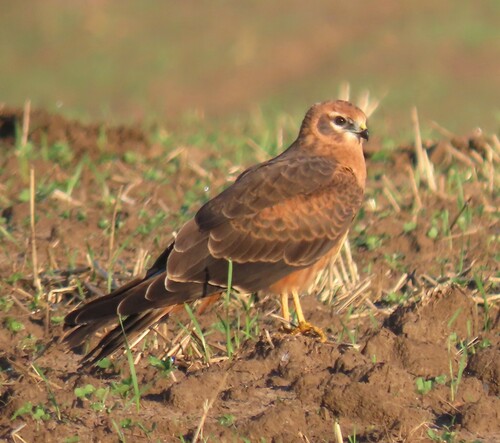 Montagu's Harrier