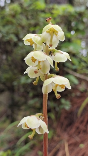 Pyrola decorata