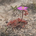 Drosera spatulata gympiensis - Photo (c) Scott W. Gavins, algunos derechos reservados (CC BY), subido por Scott W. Gavins