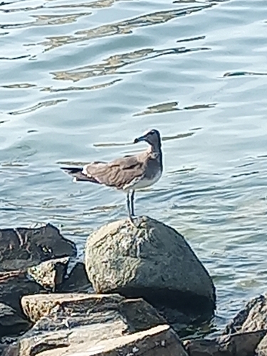 Sooty Gull