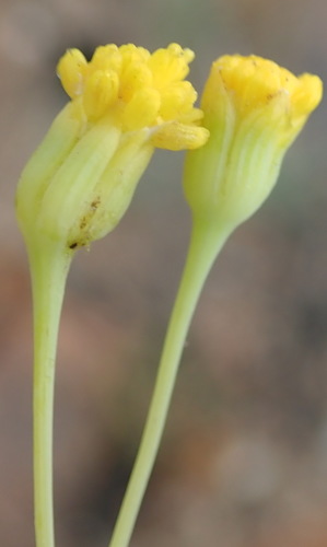 Image of Hertia kraussii by (c) Nicola van Berkel, some rights reserved (CC BY-SA)