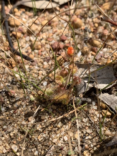 Drosera glanduligera