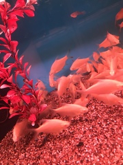 Barbonymus schwanefeldii