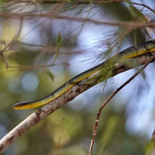 Common Tree Snake sighting