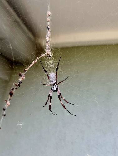 Australian Golden Orbweaver photo 5