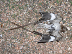 Caprimulgus vexillarius