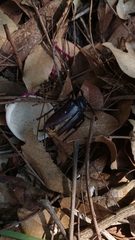 Prionus besikanus