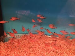 Hyphessobrycon eques