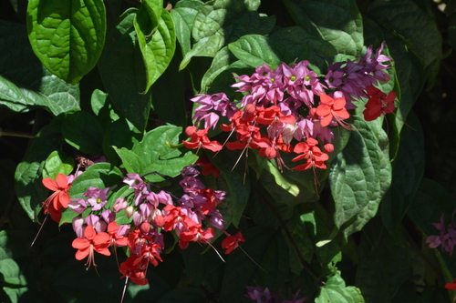 Image of Clerodendrum × speciosum by (c) claudia_mermelstein, some rights reserved (CC BY-NC)