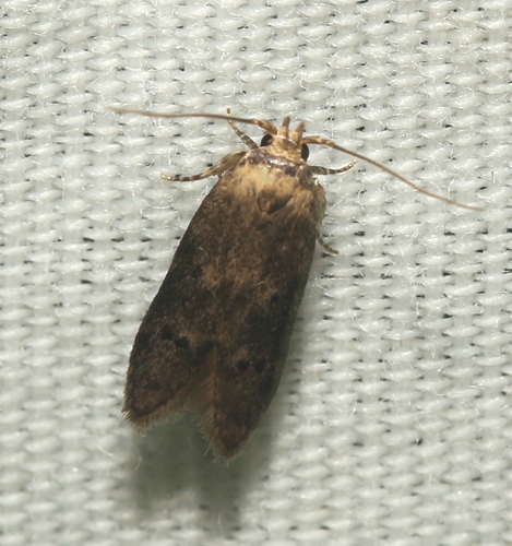 Sumac Micromoth photo 5
