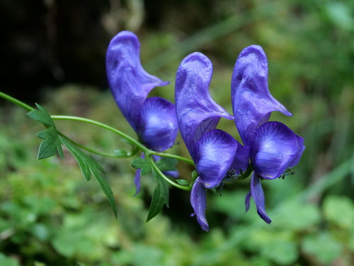 Image of Aconitum variegatum by (c) Wolfgang Jauch, some rights reserved (CC BY)