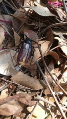 Prionus besikanus