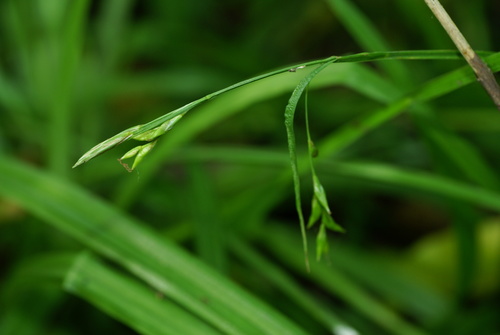 Carex filipes iNat (2)