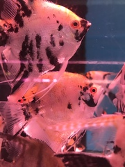 Pterophyllum scalare