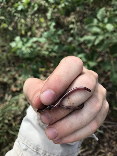 Cape York Striped Blind Snake