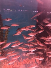 Hampala macrolepidota