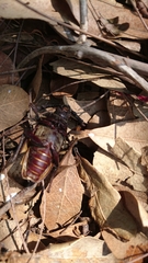 Prionus besikanus