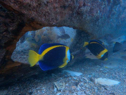 Scribbled angelfish (Chaetodontoplus duboulayi) — Pomacanthidae