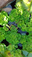 Pistia stratiotes