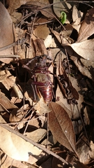 Prionus besikanus
