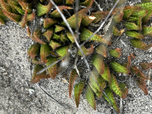 Haworthia variegata