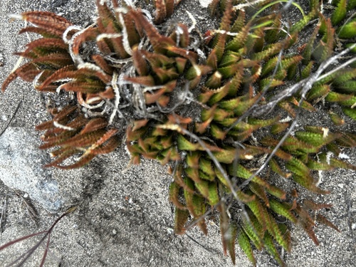 Haworthia variegata