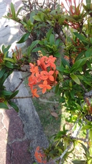 Ixora coccinea