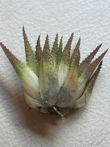 Haworthia variegata