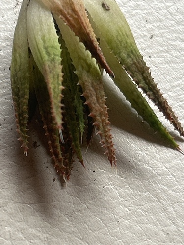 Haworthia variegata