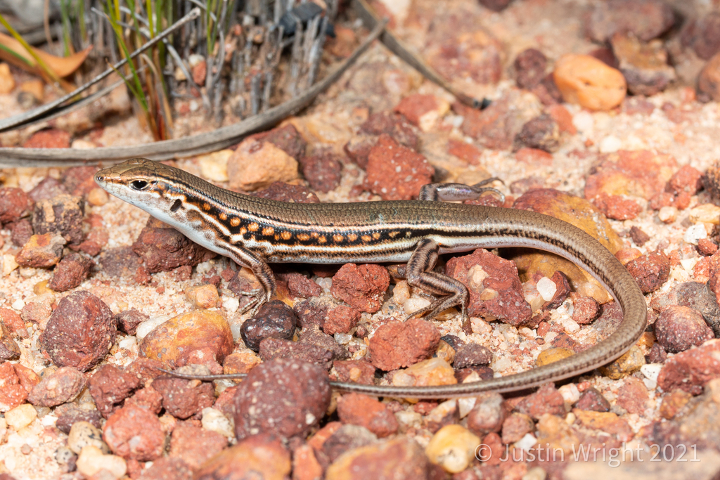 Beaded Ctenotus