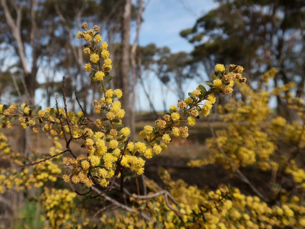 Gold-dust acacia (Acacia acinacea)