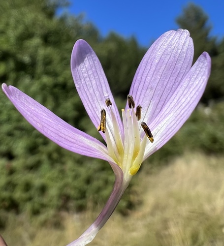 Colchicum haynaldii (Colchicum haynaldii)