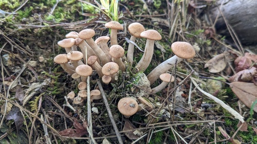 Desarmillaria tabescens