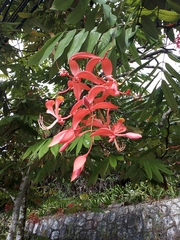 Amherstia nobilis