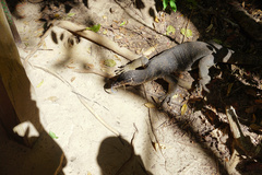 Varanus palawanensis