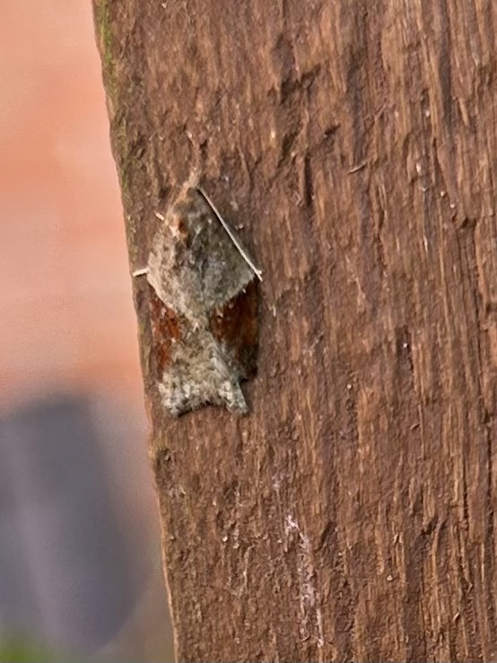 Acleris from Eglingham Way, Morpeth, England, GB on September 10, 2023