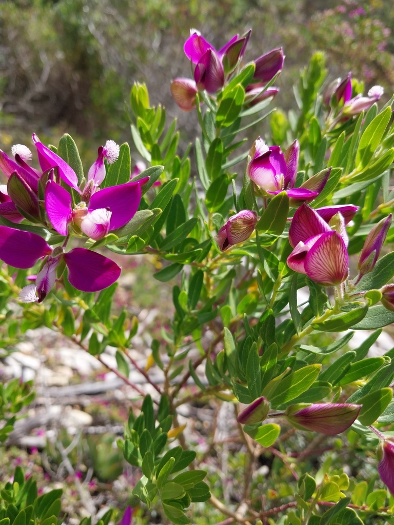 Polygala myrtifolia, Overberg, ZA-WC, ZA