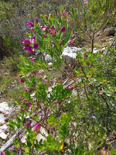 Polygala myrtifolia