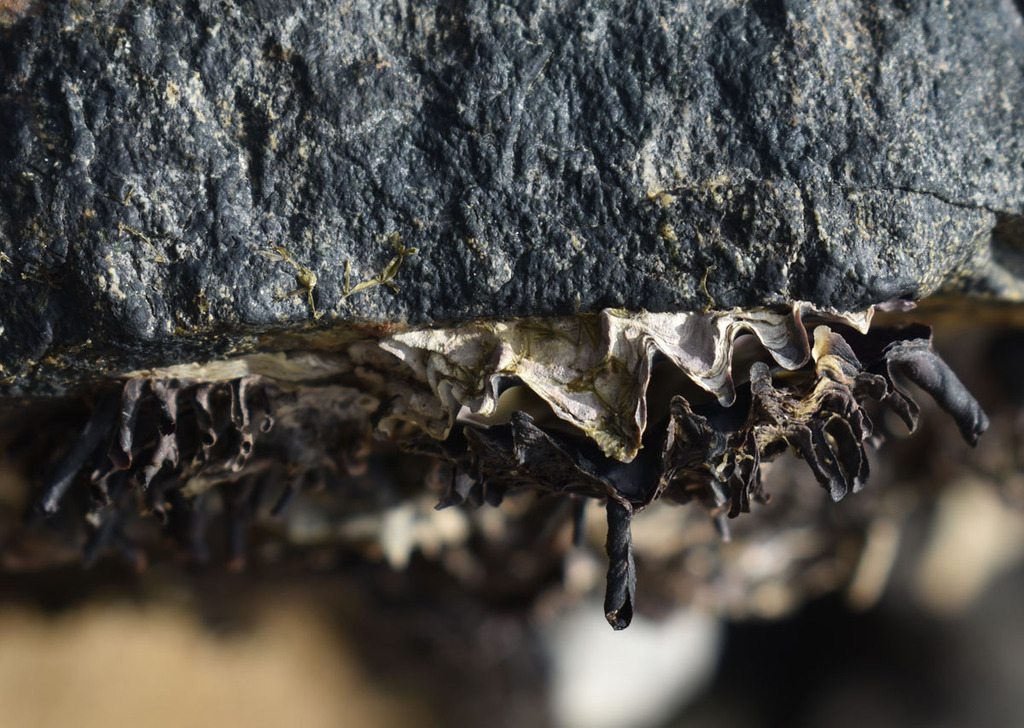 Spiny Rock Oyster