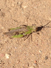 Chimarocephala pacifica