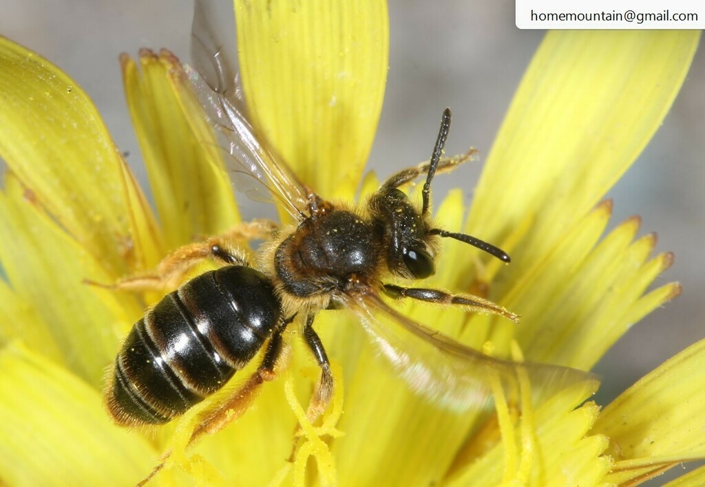 Andrena fukuokensis