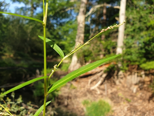 Image of Persicaria mitis by (c) Clément Maouche, some rights reserved (CC BY)