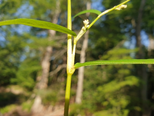 Image of Persicaria mitis by (c) Clément Maouche, some rights reserved (CC BY)