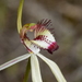 Caladenia × cala - Photo (c) Michael Keogh, alguns direitos reservados (CC BY-NC-SA), uploaded by Michael Keogh