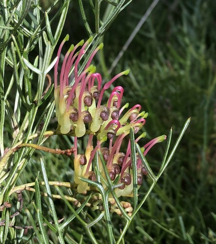 Grevillea angustiloba (F.Muell.) Downing