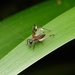 Homoeoxipha obliterata - Photo (c) orthoptera-jp, some rights reserved (CC BY-NC), uploaded by orthoptera-jp