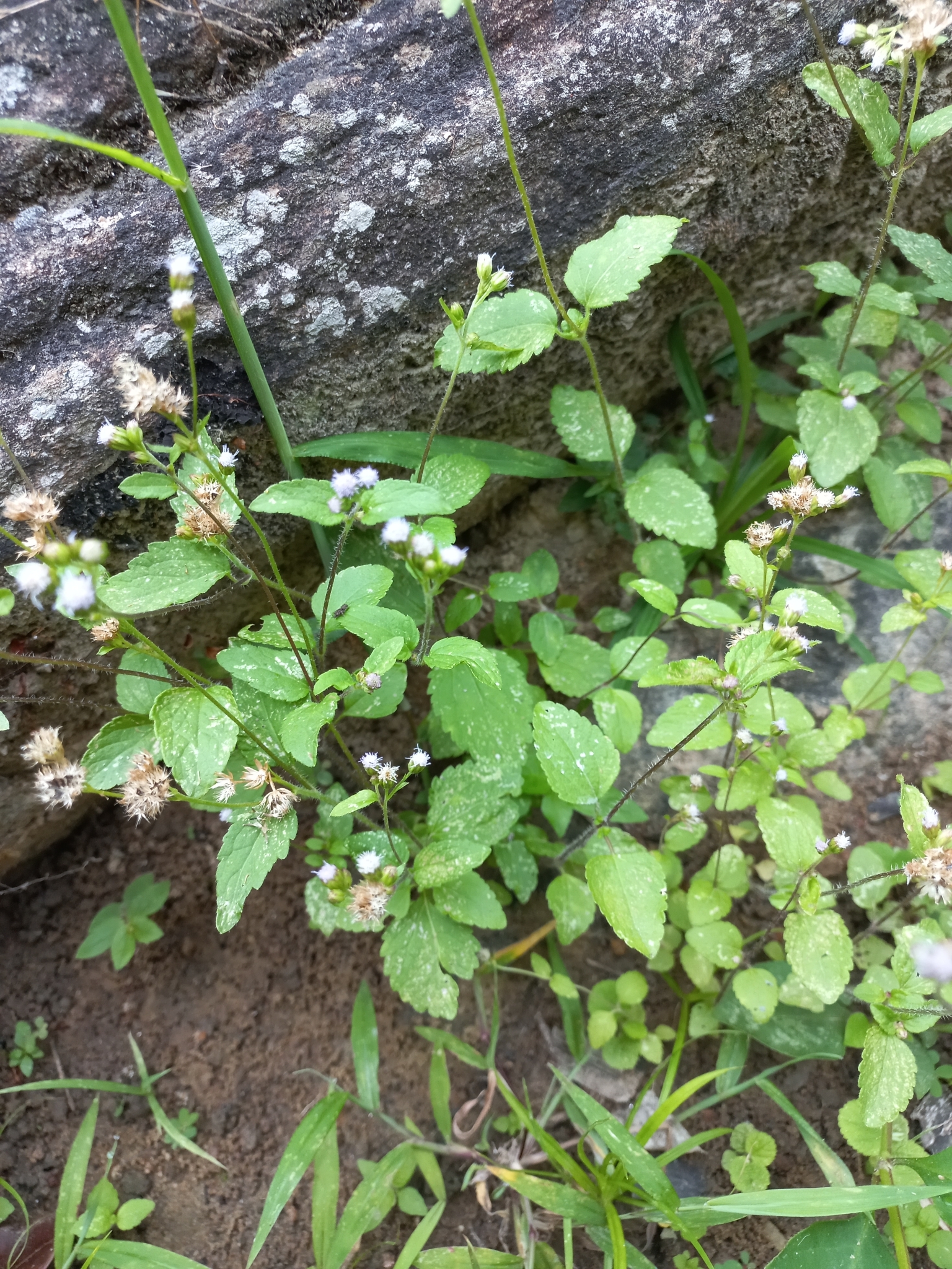 Ageratum conyzoides