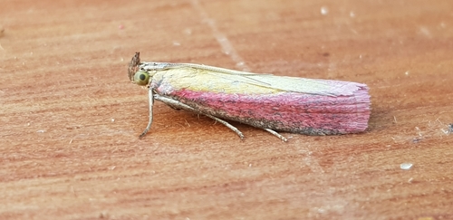 Oncocera semirubella