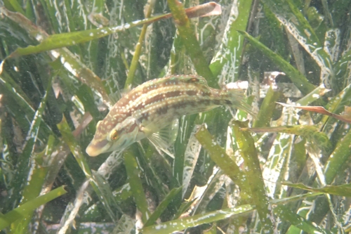 Five-spotted Wrasse, Les Îles, Marseille, France, photo 10 of 10